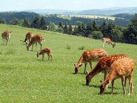 Tierpark Altenfelden in &Ouml;sterreich